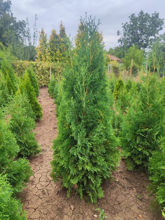 Западна туя Фастигиата - Уникална-Промоция