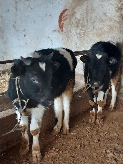 Таналар сатылады еркек