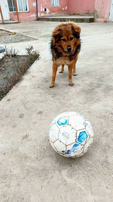 Пёсик срочно ищет дом