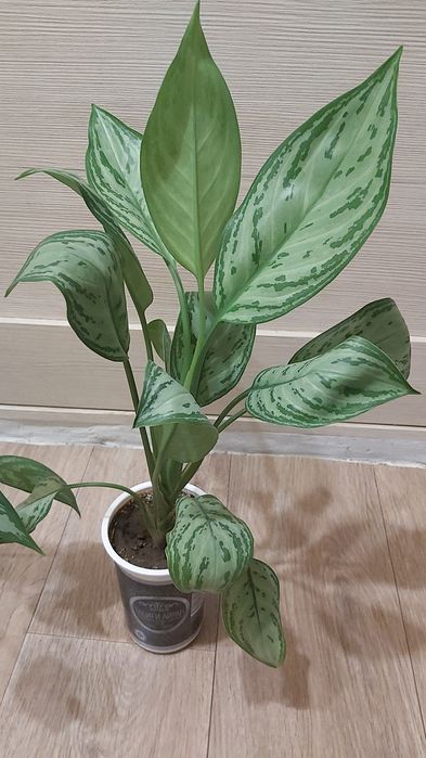 Комнатные цветы Аглаонема филодендрон Бирки