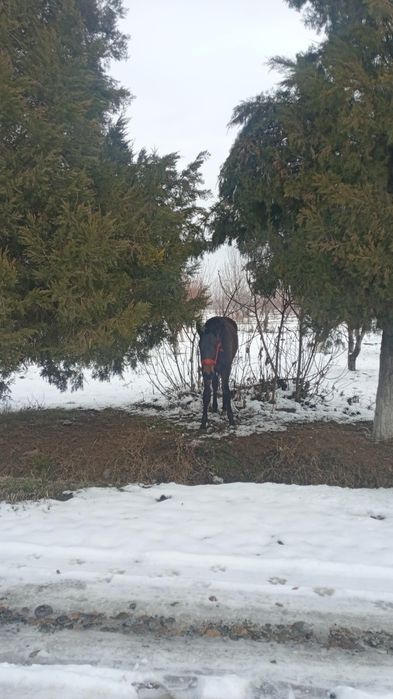 Срочно продаётся Польский лошадь