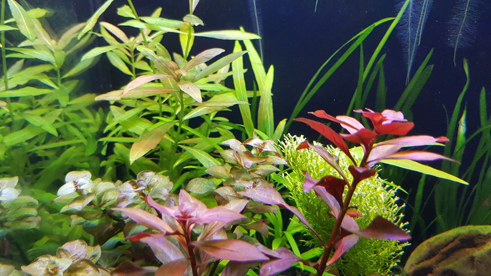 Pestisori si plante naturale de acvariu multiple modele