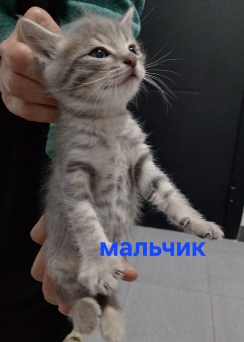 Красивые котята в добрые руки