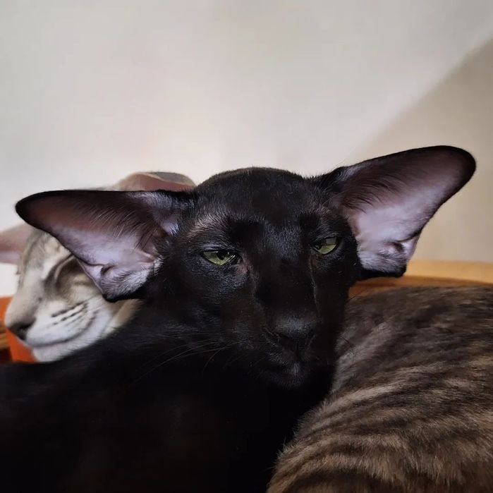 Ориентальный котёнок
