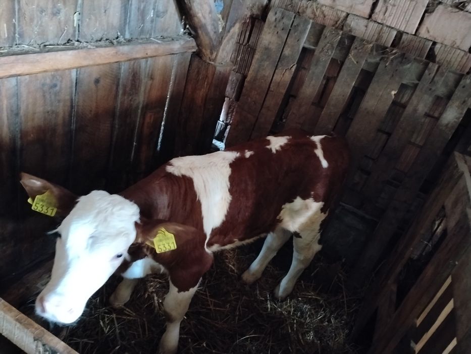 De vânzare 2 tăurași