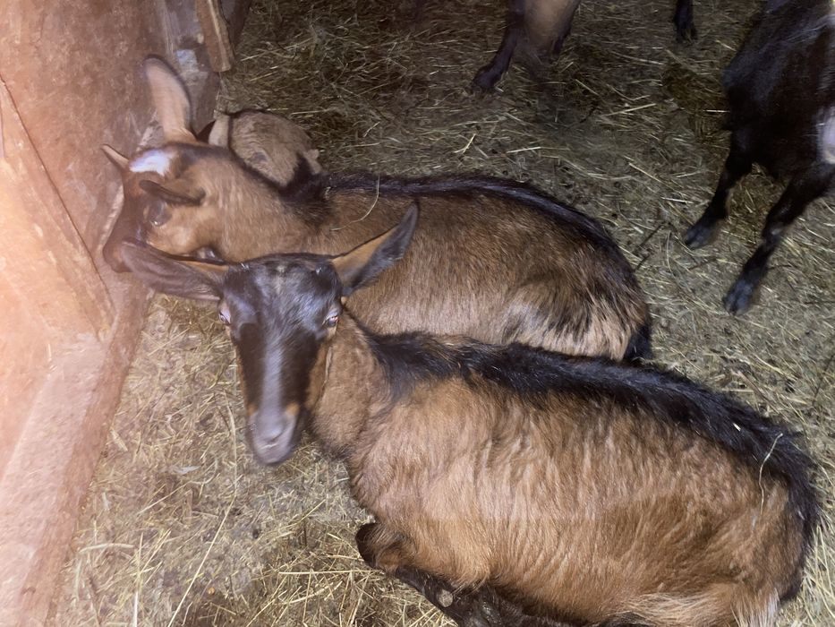 Capre la prima fătare