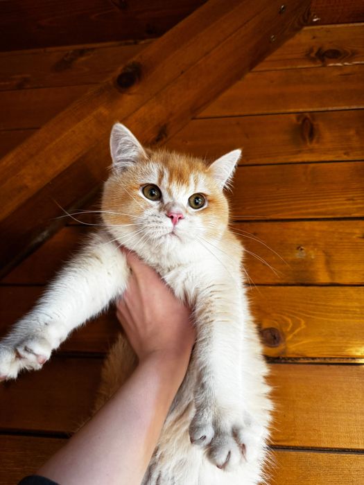 Британски котенца