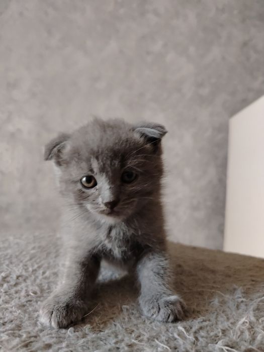 Котята Скоттиш фолд
