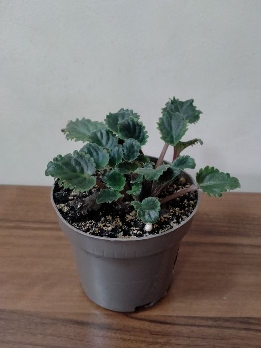 Продам    фиалку