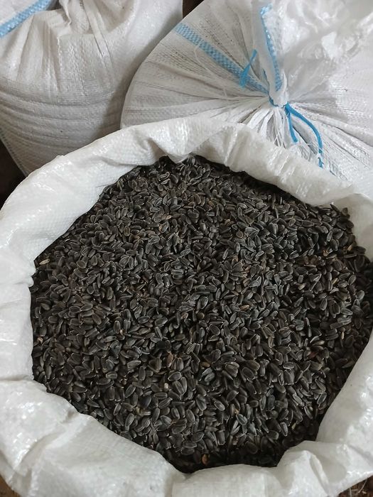 de vinzare porumb  1,40  lei  si floarea soarelui 2,50 lei