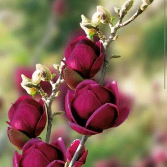 Magnolia Black Tulip la Ghiveci