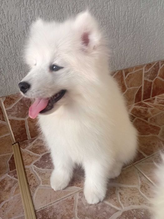Fetiță samoyed, pedigree A ,FCI