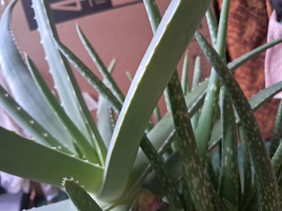 Продам алоэ вера