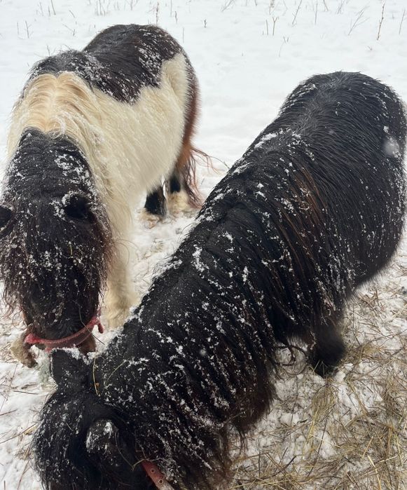 Vând poneițe talie mica