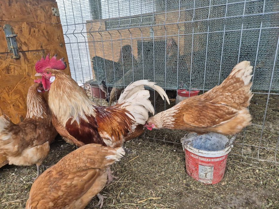 Ouă incubat Wyandotte, Ayam, Araucana, Brahma, mătase – fertilizate