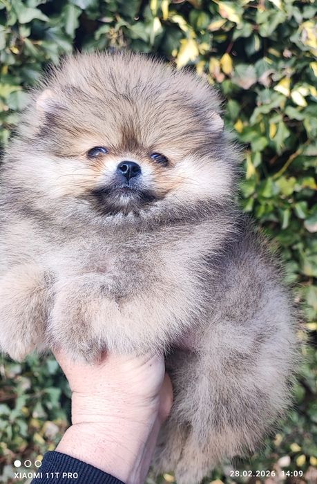 Померан,померанче