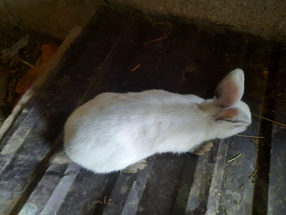 Quyon bolalari sotiladi 40mindan