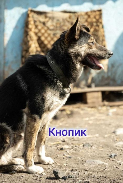 Дарю в добрые и ответственные руки