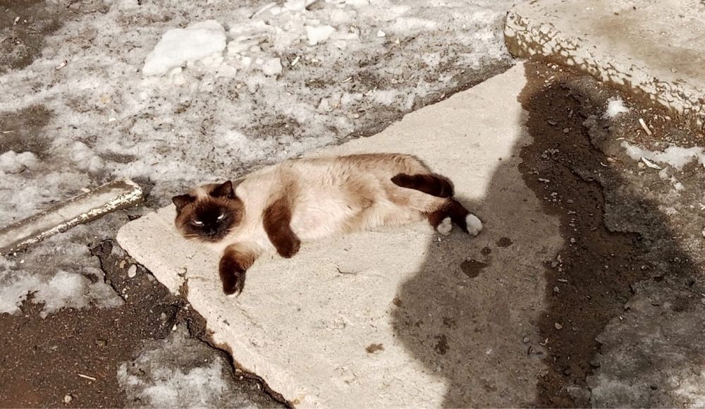 Пристраевается молодой котик