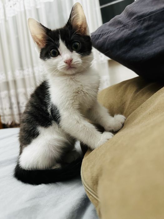 Котенок,котята ,котята