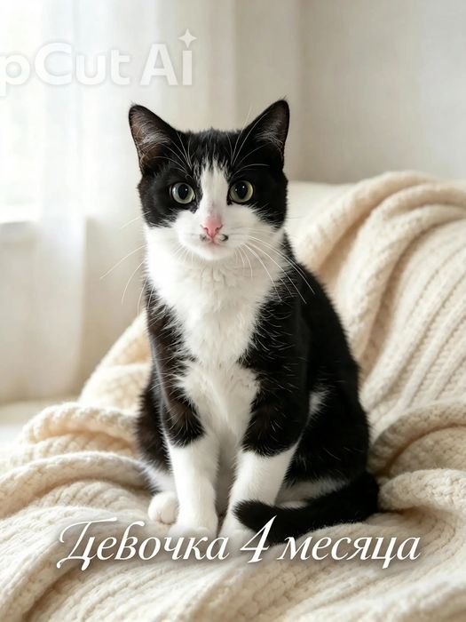 Срочно!!! Кошечка, 4 месяца, ищет дом

Милая молодая кошечка живёт во