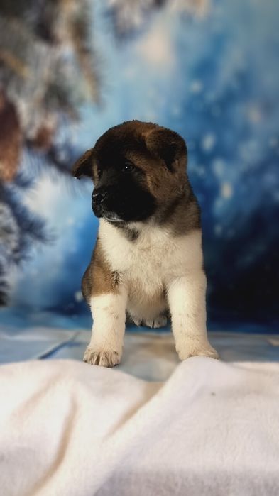 Американская Акита мальчики