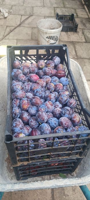 Prune sanatoase si curate din livada proprie în Curtici