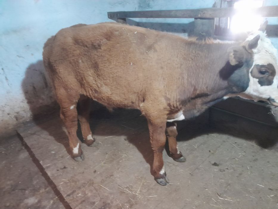 Продам трёх бычков