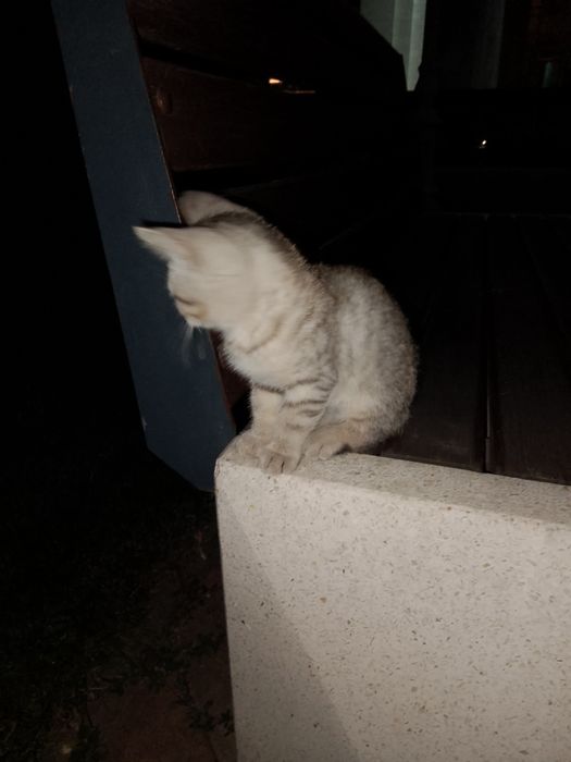 хороший котенок,девочка