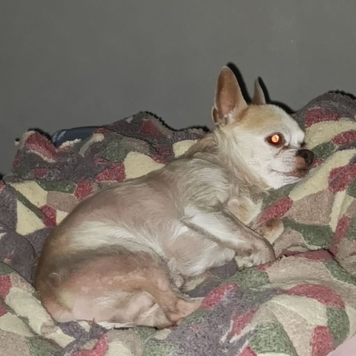 Пропал  чихуахуа (кобель)