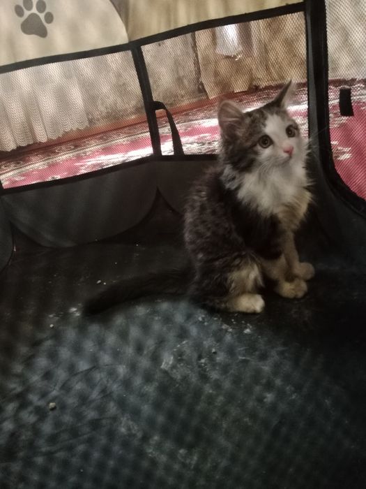 Продам котёнок пушистый