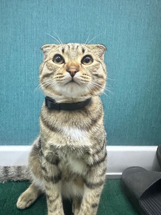 Кот шотланец вислоухий