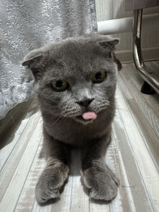 кошечки в добрые руки