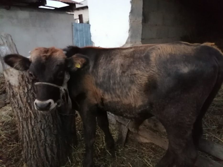 Бұзаулы сиыр сатылады