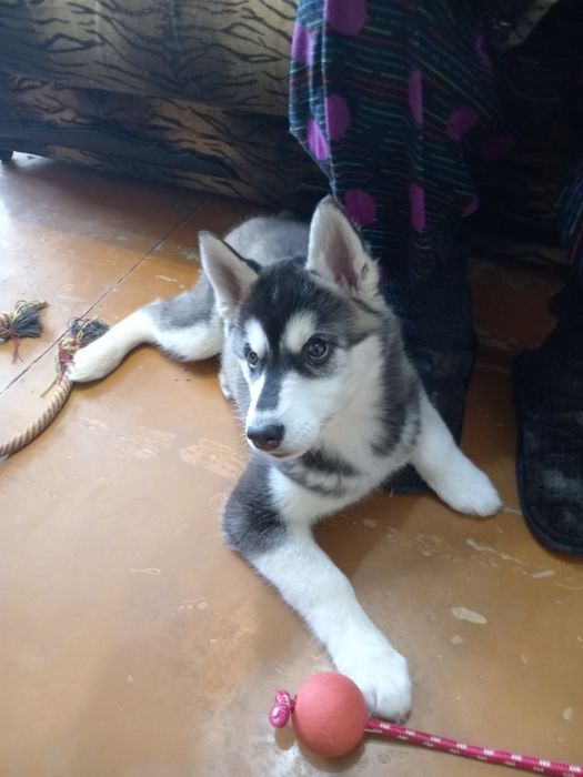 Продам щенка хаски