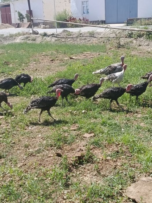 Когон шахарда куркалар ха урдак сотилади