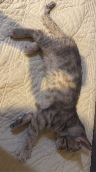 Кошка котенок котята