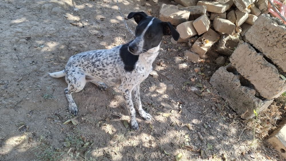 Продаётся умная сабака в хорошей руки