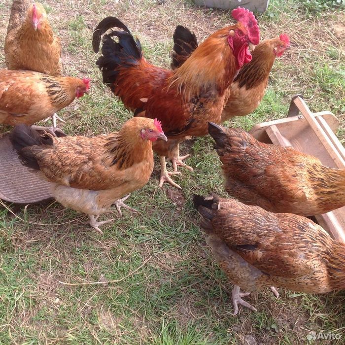 Куры Кучинские Продам