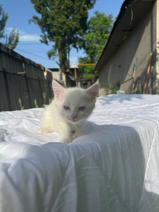 Отдам кошечку в добрые руки