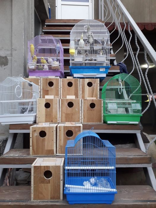 Perusi,ninfe,micul Alex și zebre australiene