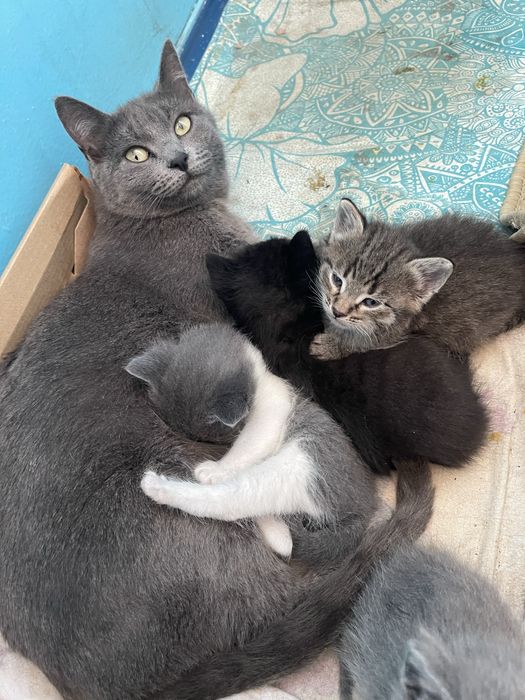 Котята в добрые, любящие руки