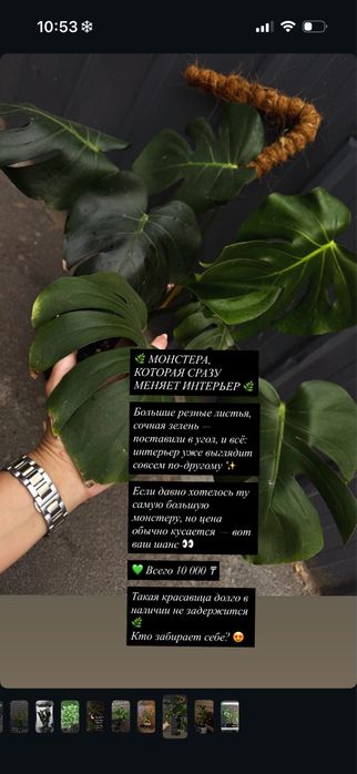 Комнатные цветы