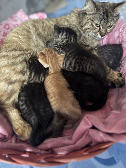 Mushuk hadyaga beriladi