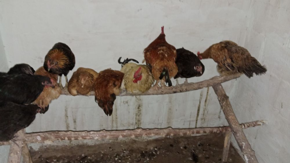 Срочно продам...