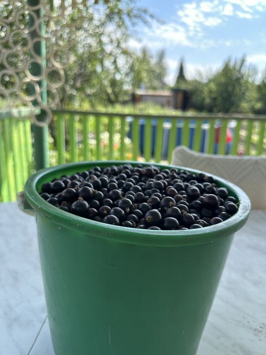 Продам смородину 7000 ведро