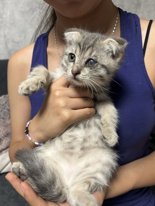 Котяты ищут дом…