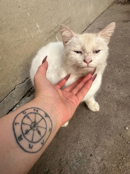 Кошки отдаю в добрые руки