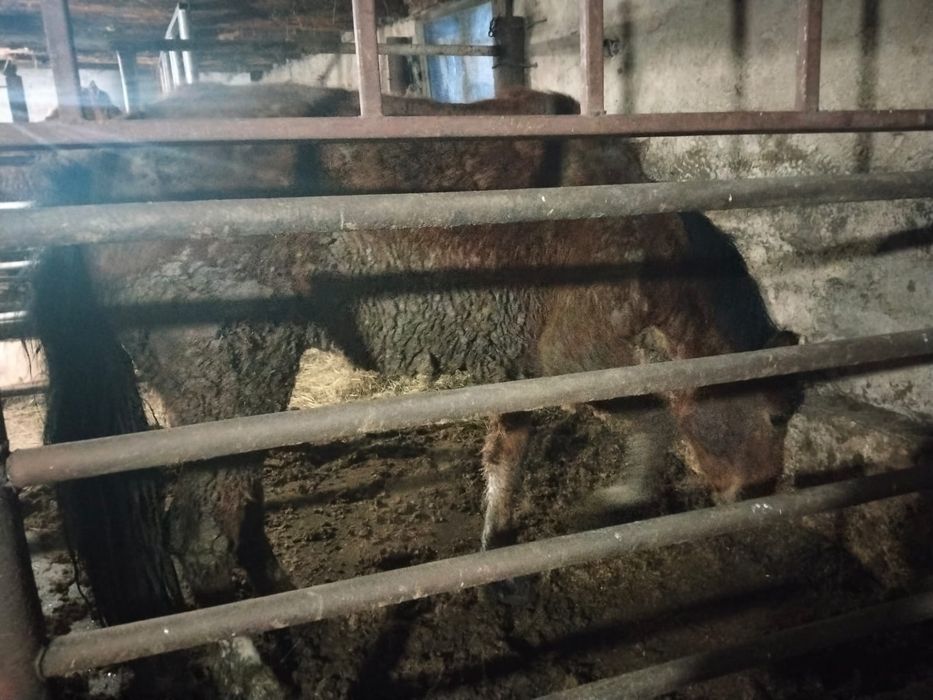 Продам лошадь согым семиз ет донен