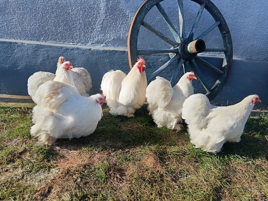 Oua incubat cochinchina pitic